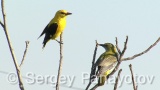 Video of Golden oriole - Golden oriole on the top of the tree near to its nest